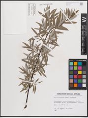 Foto von Salix eleagnos subsp. eleagnos Scop.